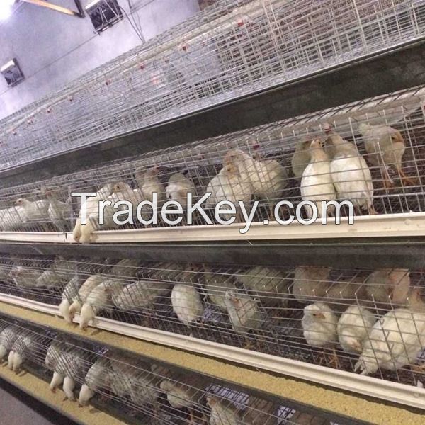 poultry layer farming equipment layer chicken battery cages for zimbabwe poultry farms