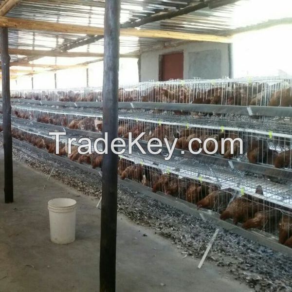 Type h commercial poultry layer cages