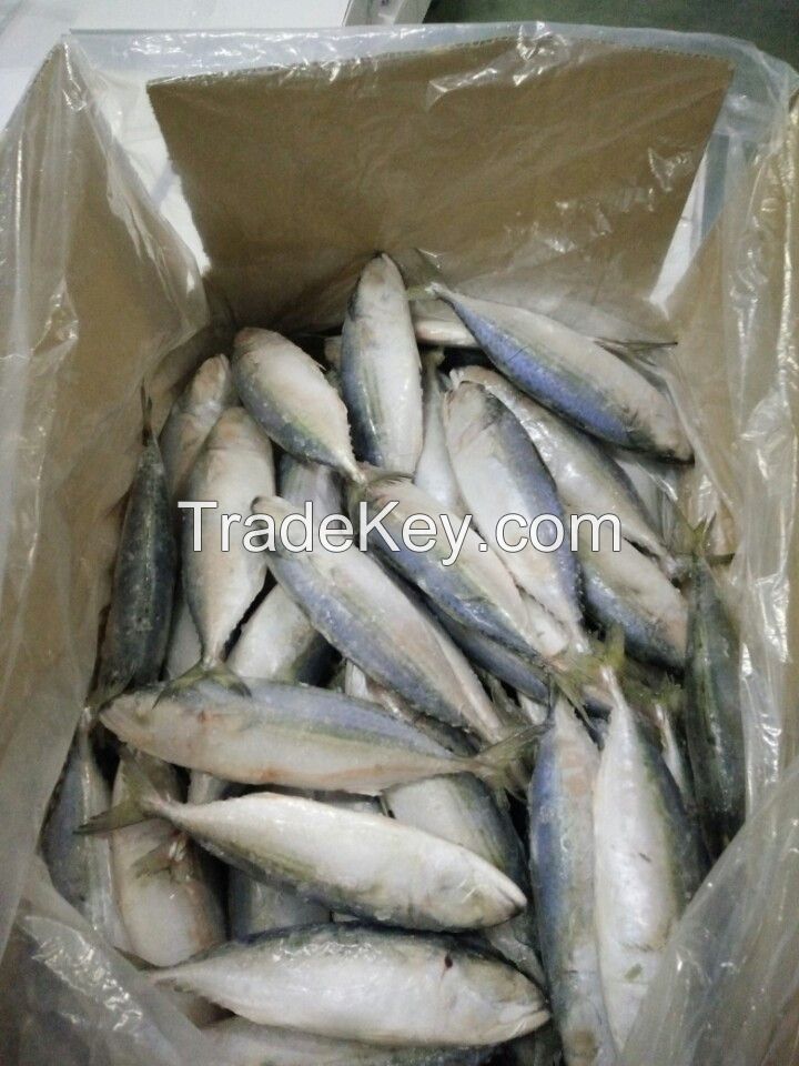 Frozen Indian mackerel 8-10 10-12_WHATSAPP: +84 989 322 607