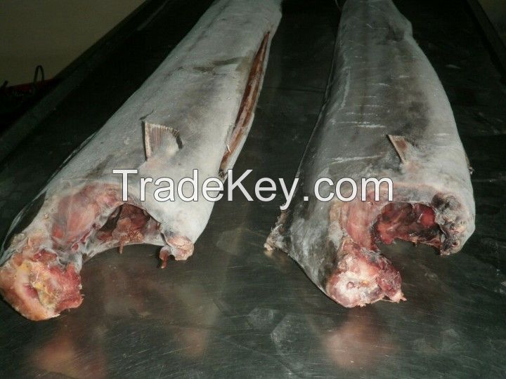 Frozen Sailfish HGT_WHATSAPP: +84 989 322 607