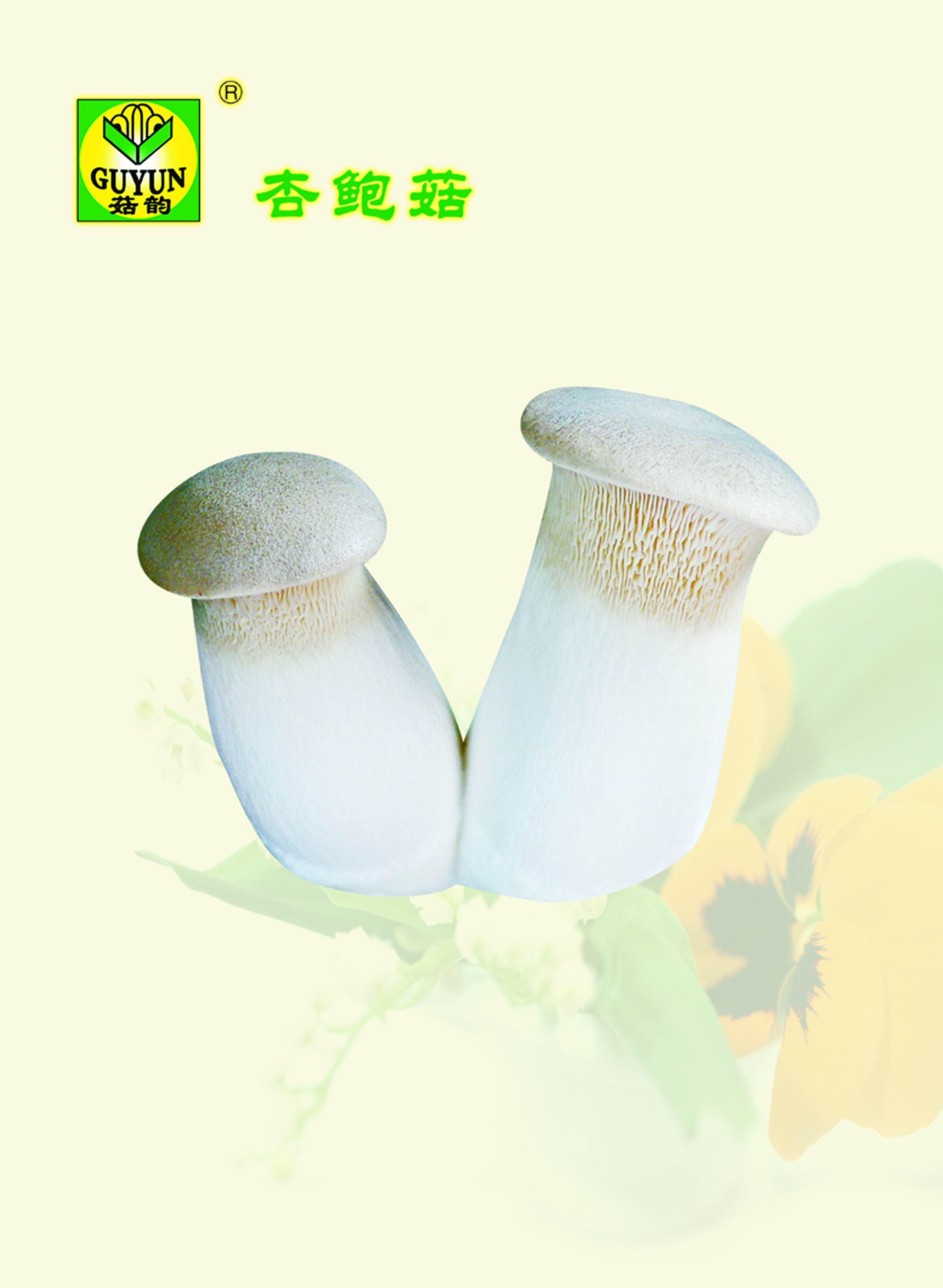 Olyster mushroom