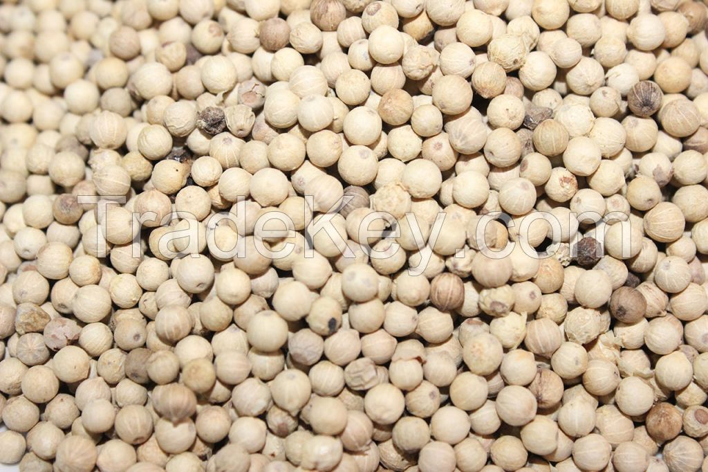 Quality white pepper berries from malaysia, south east asia direct from farmers, spices, food, hu jiao