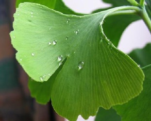 Ginkgo Biloba extract