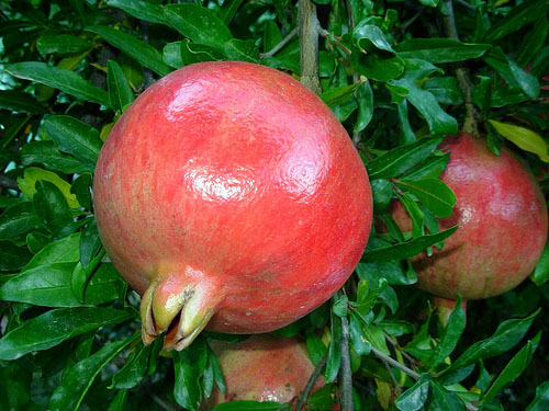 Pomegranate extract