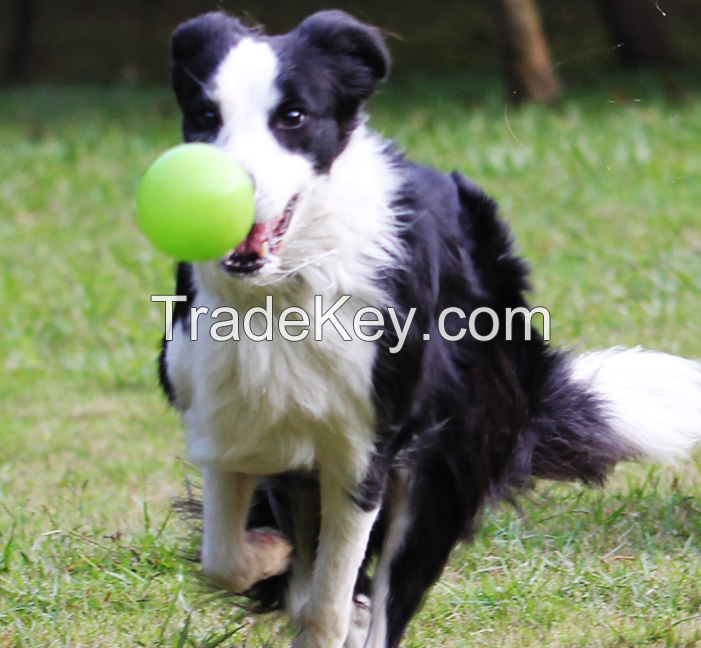 FDA harmless Bone shape dog toy durable chews
