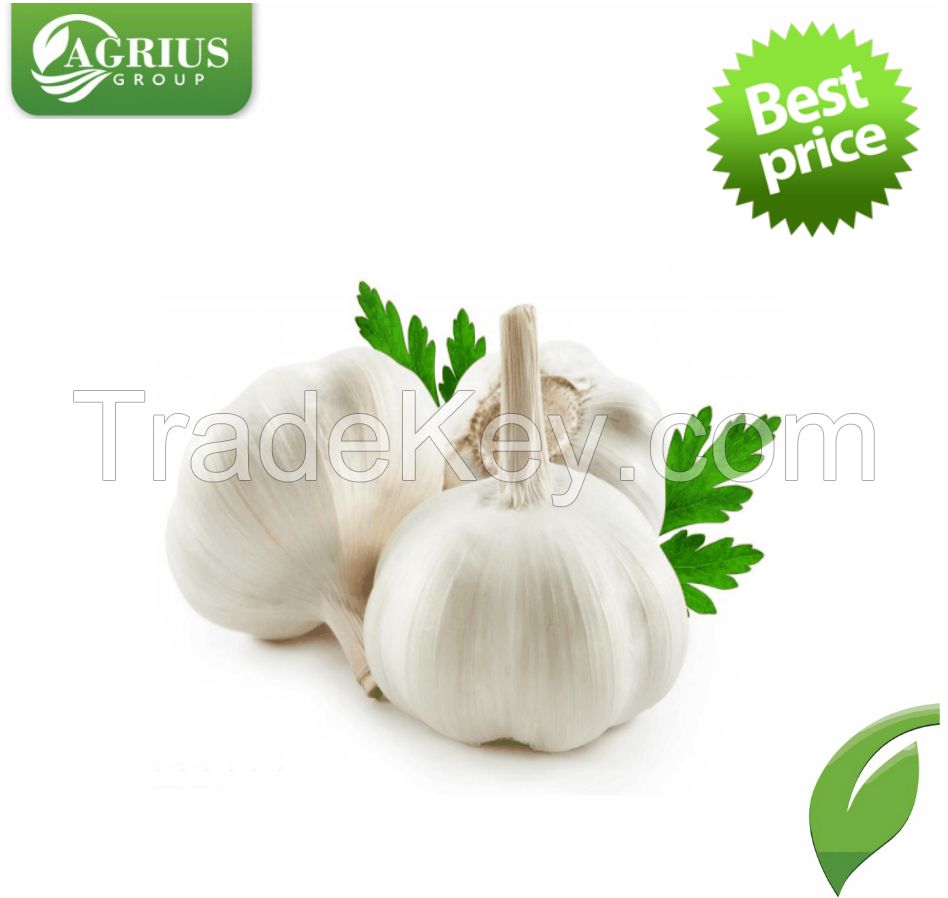 Garlic 