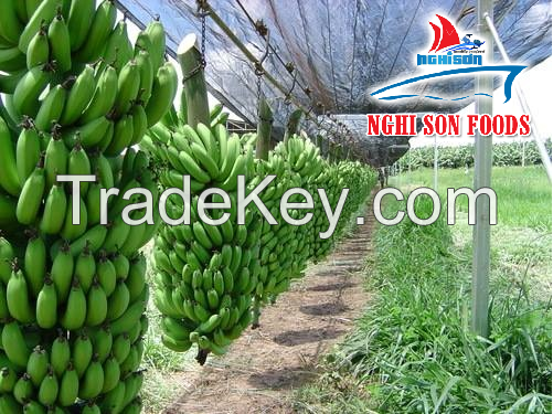 Cavendish Bananas (+841214627828)