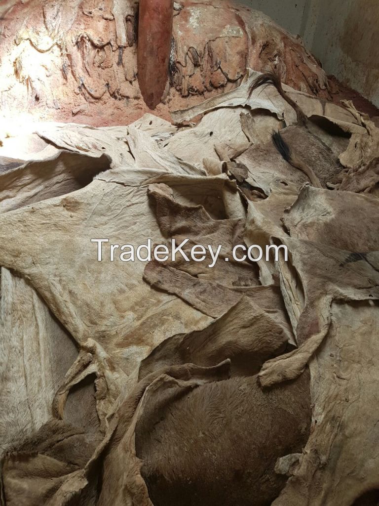 Dry/Wet Salted Donkey Hides Good Quality.