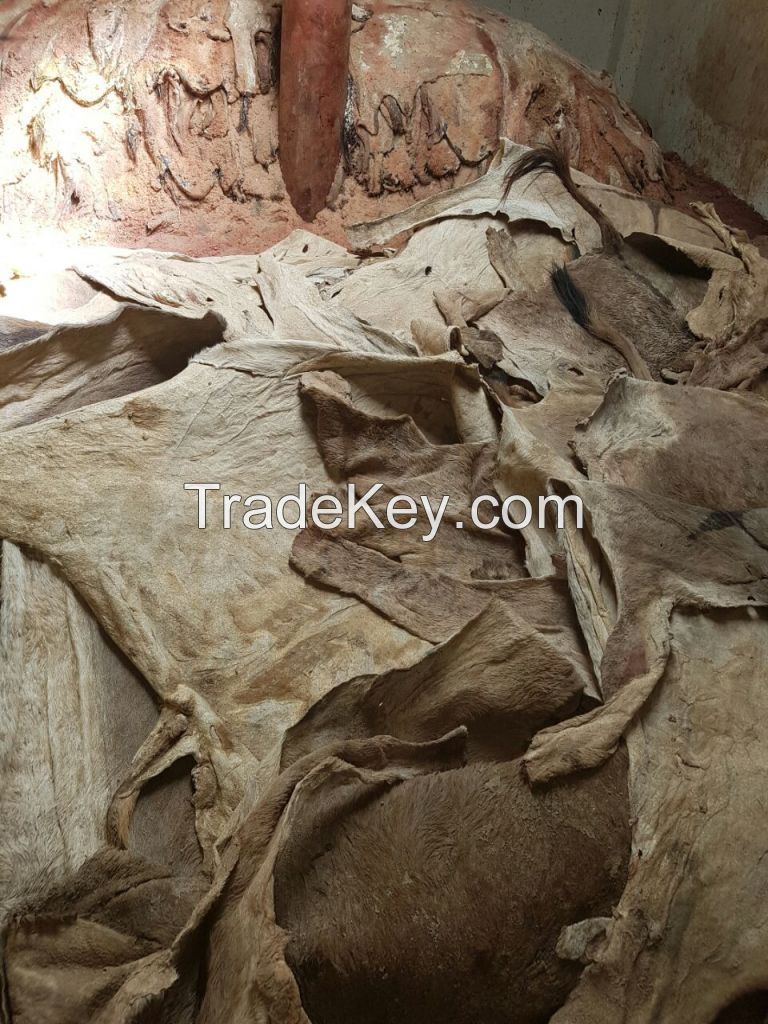 Dry/Wet Salted Donkey Hides.