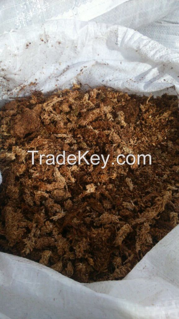 Peat Moss