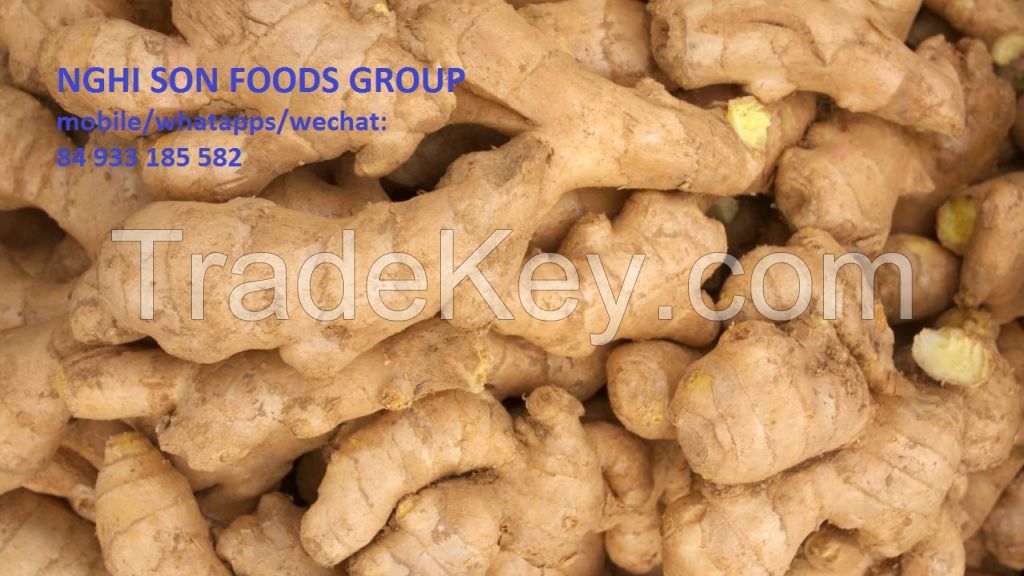 Viet Nam Ginger for Sale