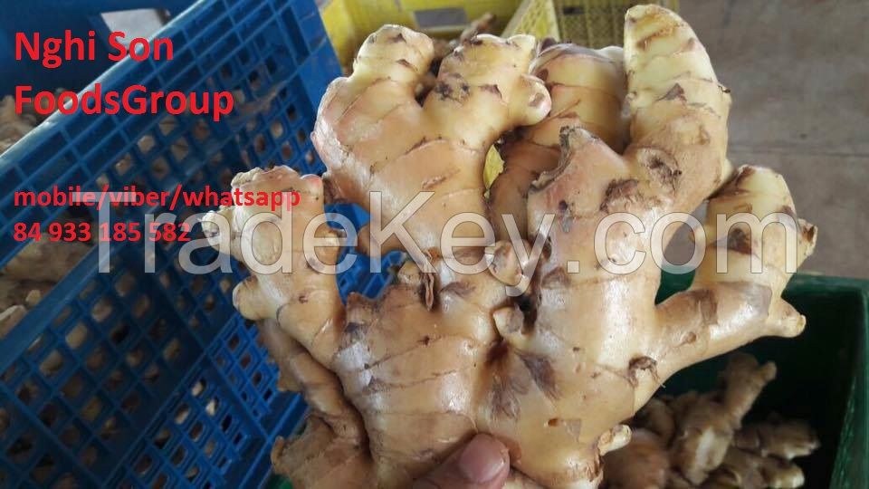 Fresh young Ginger for Sale