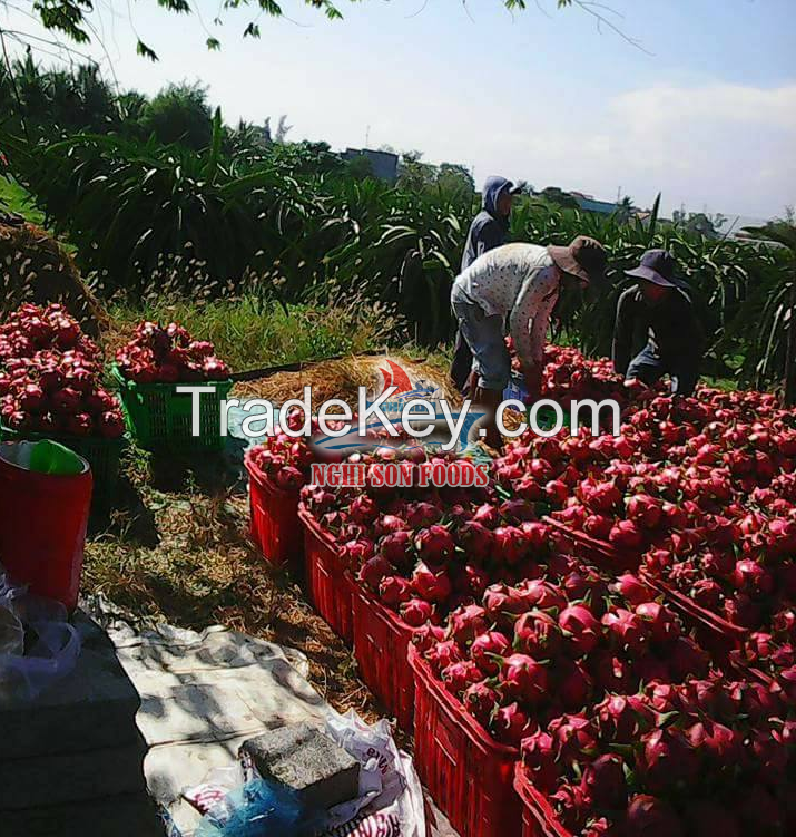 Fresh/ Dried/ Frozen Dragon fruit (Pitaya)