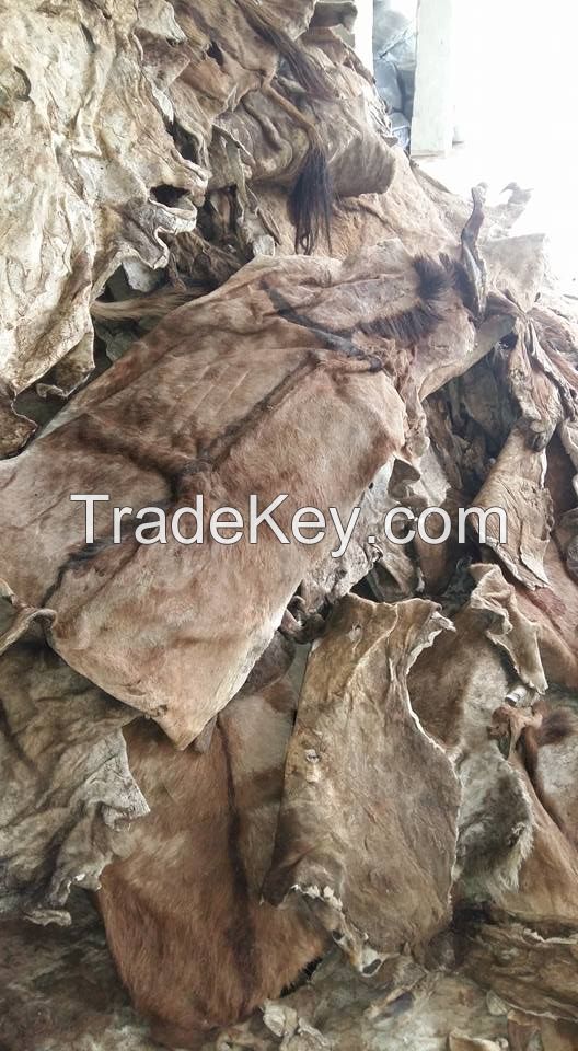 Wet/Dry Salted Donkey Skin, Cow Skin (Hides).