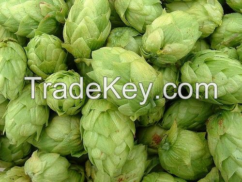 High Quality Hops extract