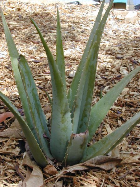 Raw Aloe Vera Leaves