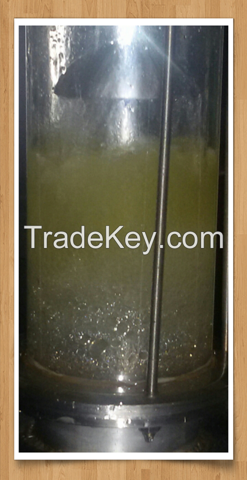 Immortelle(Helichrysum Italicum) Essential Oil