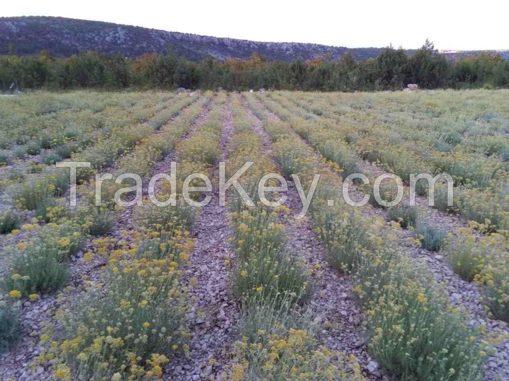 Immortelle(Helichrysum Italicum) Essential Oil