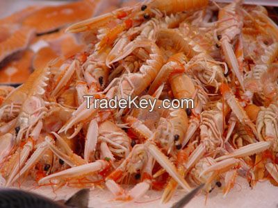 dried shrimp