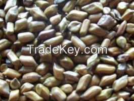 Cassia Tora Seed