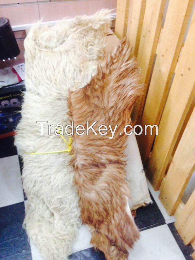Sheep and Goat Skin in large Quantity 