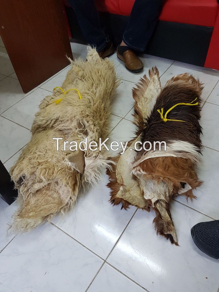 Sheep and Goat Skin in large Quantity 