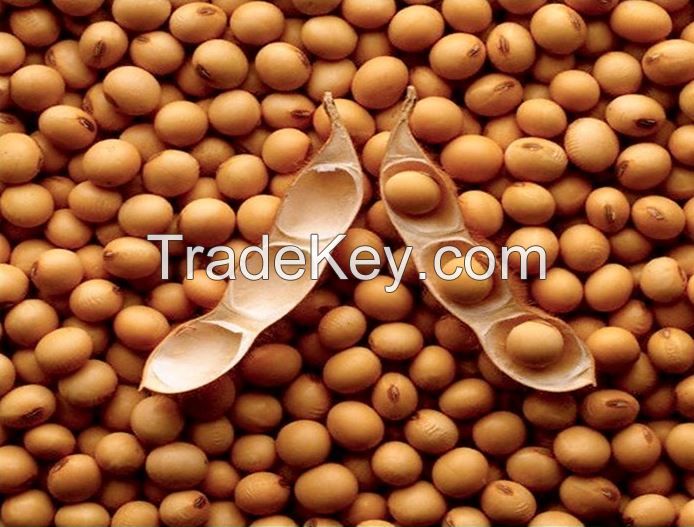 Soy Beans