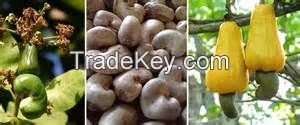 RAW CASHEW NUTS