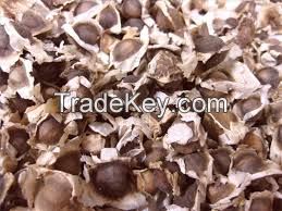 High Quality Moringa Seeds