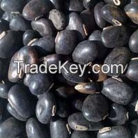 High Quality Mucuna Seeds