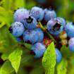 Blueberry Anthocyanin (lgberry6 at gmail dot com)