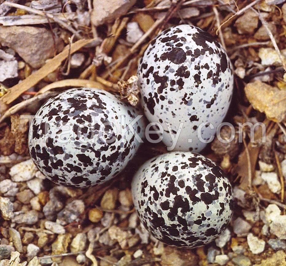 Parrot eggs ostrich eggs and eagle eggs for sale