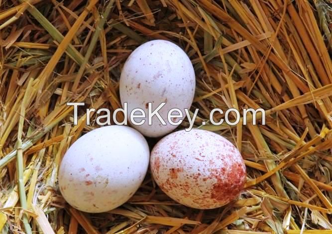 Fertile Parrots Eggs for sale.