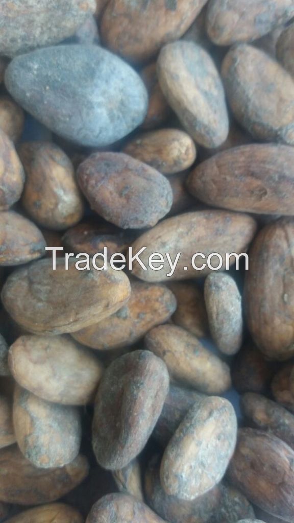 Raw Cocoa Beans 