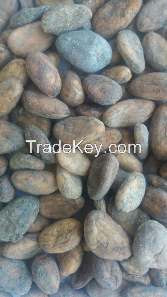 Raw Cocoa Beans 