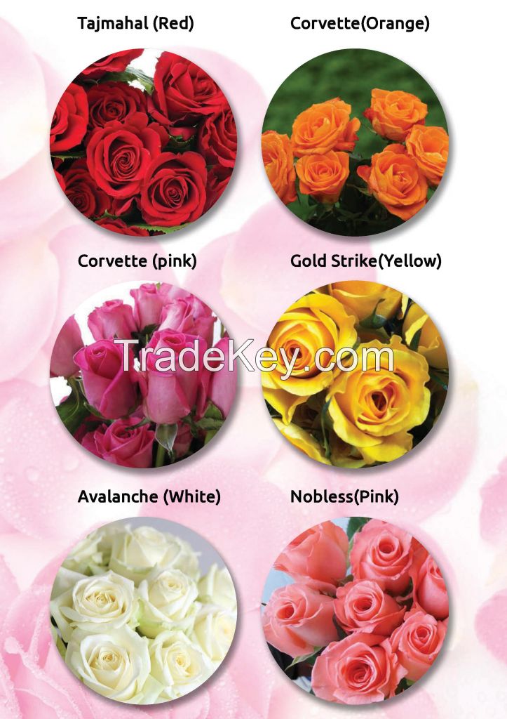 buy indian fresh jasmine