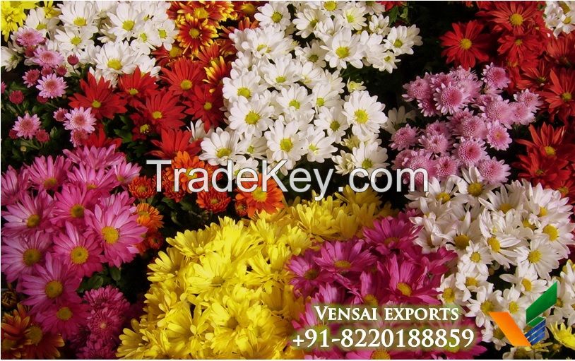 buy indian fresh jasmine