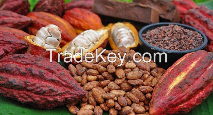 Cocoa Beans