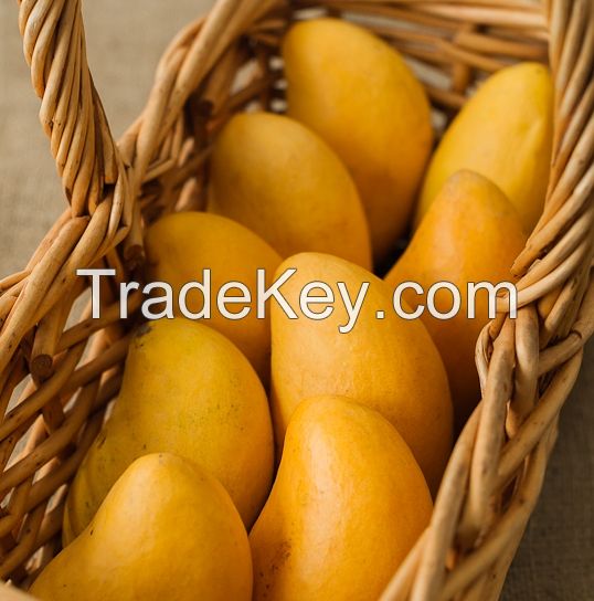 Buy Mangoes Online - Famous Alphonso Mangoes