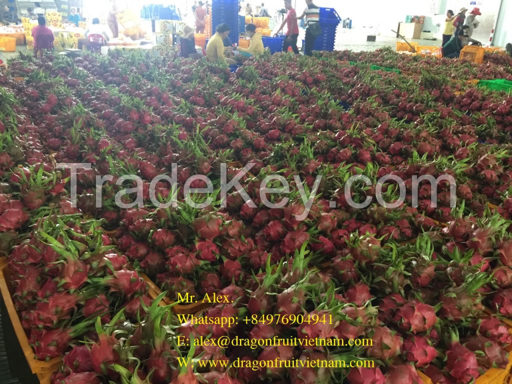 HOT SALES VIETNAM DRAGON FRUIT- PITAYA