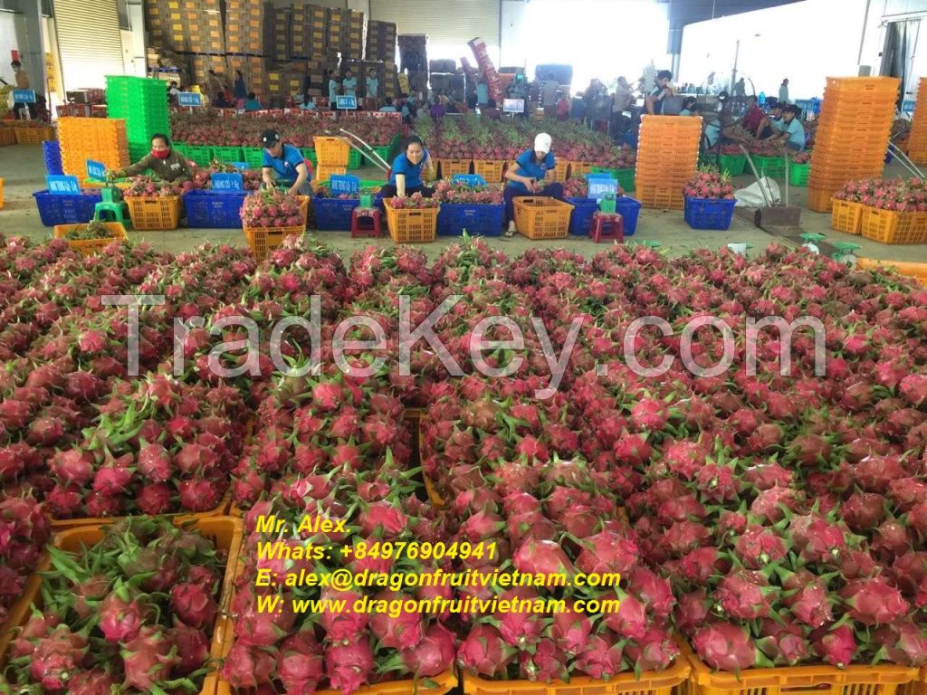 HOT SALES VIETNAM DRAGON FRUIT- PITAYA