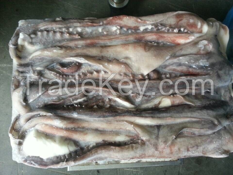 Frozen giant squid tentacle