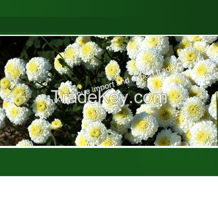 White Chrysanthemum Flower Tea Herbal Organic for Headache, Dizziness,