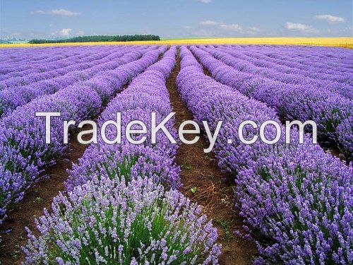 High quality lavender oil from Bulgaria