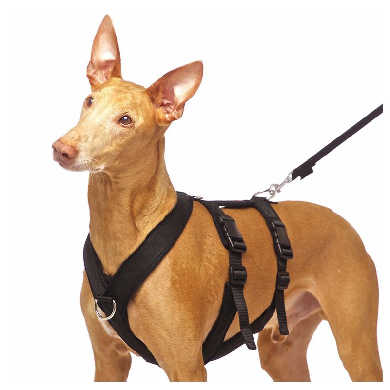 easy on and off dog harness, adjustable pet harness and leash set