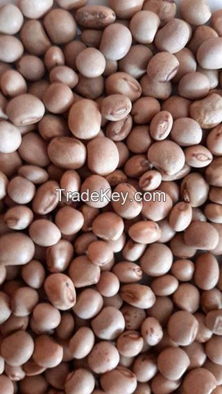 Pigeon Peas