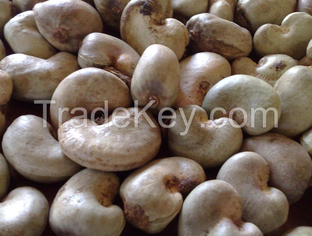 Raw cashew nut in shell 