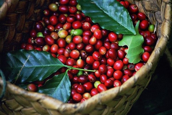 Green coffee beans, Vietnam coffee grade A