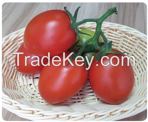 Suntoday Early maturity- semideterminate,very firm fruit long shelflife rtomato seeds