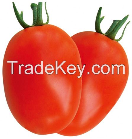 Suntoday Early maturitydeterminate,very firm fruit long shelflife tomato seeds